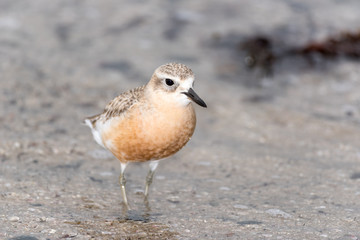 Male New Zealand dotterel in breeding plumage standing on a beach.