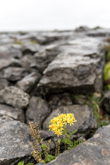 Yellow flower among the clints (limestone blocks) and grikes (eroded cracks) of The Burren, County Clare, Republic of Ireland.