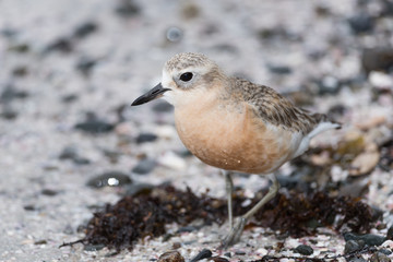 Male New Zealand dotterel in breeding plumage standing on a beach on Tiritiri Matangi.