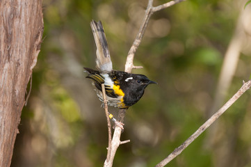 Male stitchbird, or hihi, perched on a twig on Tiritiri Matangi, Auckland, New Zealand.