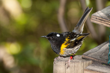 Male stitchbird, or hihi, perched on a post on Tiritiri Matangi, Auckland, New Zealand.