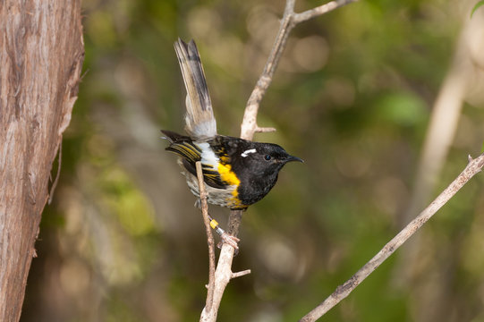 Male stitchbird, or hihi, perched on a twig on Tiritiri Matangi, Auckland, New Zealand.