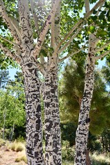 Aspen Tree Graffiti Mount Lemmon Arizona