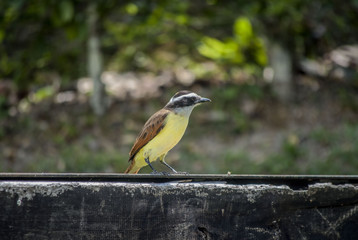 Bird