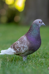 Taube in der Nahaufnahme in ganzer Pracht