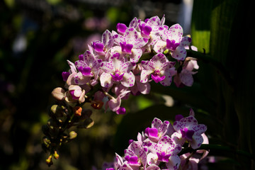 beautiful orchid flowers in garden