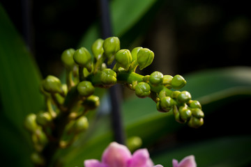 beautiful orchid flowers in garden