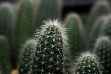 green cactus desert plant desert. collection houseplant decoration garden