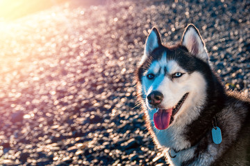 Portrait of Siberian husky with blue eyes. Beautiful husky dog sitting illuminated by the warm evening light setting sun.