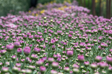 Naklejka premium Colorful Chrysanthemum flower.Sometimes called mums or chrysanths.(Dendranthemum grandifflora)