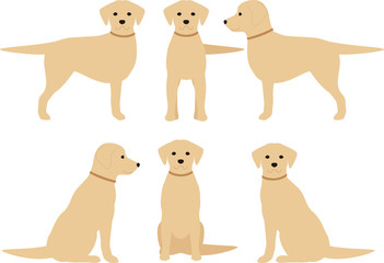 犬　ラブラドールレトリバー　　ポーズ