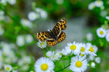 サカハチチョウ