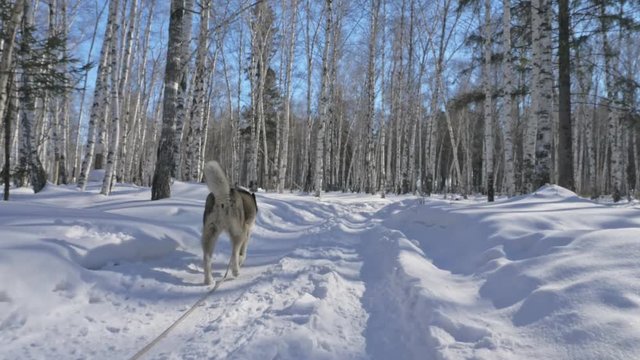 Beautiful woman and small child walking in winter forest with of husky dog. Happy young mother with daughter in the winter park with huskies dog. Friendship pet and human. Siberian husky dog in snow