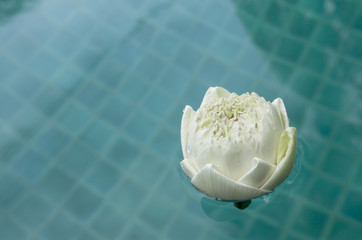 White lotus flower floating on swimming pool water, buddhist symbol, peace and religion concept