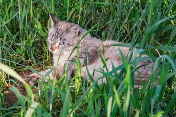 SIAMESE CAT is lying in the green tall grass in the evening.