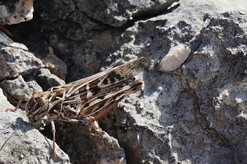 Brown to beige camouflage coloured grasshopper, possibly from Acrididae family, sitting on  rocks near shoreline of northern Croatian island