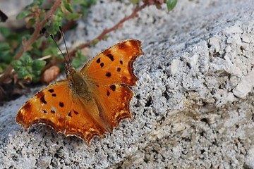 Southern comma butterfly Polygonia Egea sitting on piece of concrete near coastline of Croatian bay, Adriatic