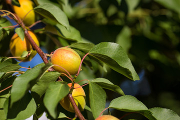 Apricot on a green branch close-up shot in the sunlight