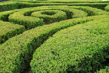 Image cropped bushes.