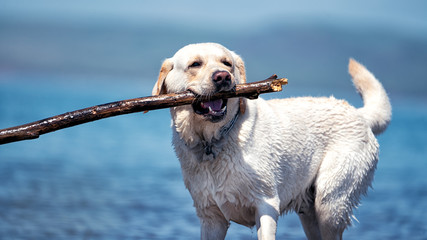 dog white Labrador in blue water with stick in teeth