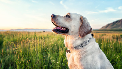 dog white Labrador in profile, pleased in green yellow box with mountains in background