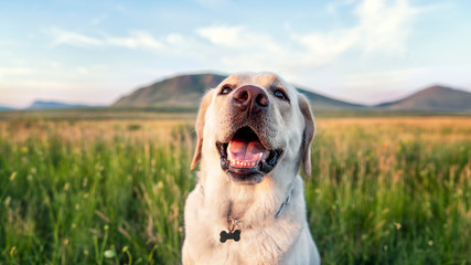 dog white Labrador smiling happy yellow in a green field with mountains in the background