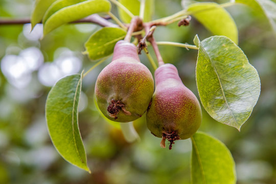  sweet pears ripening on a tree in the garden