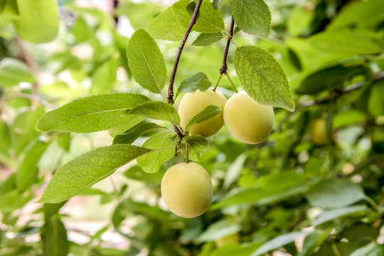  sweet yellow plum ripens on a tree in the garden