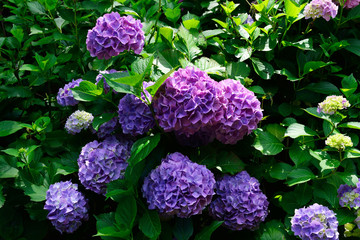 東奥山のアジサイ