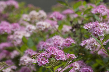 Macro view of pretty little rose pink buds and blossoms emerging on a compact spirea (spiraea) bush