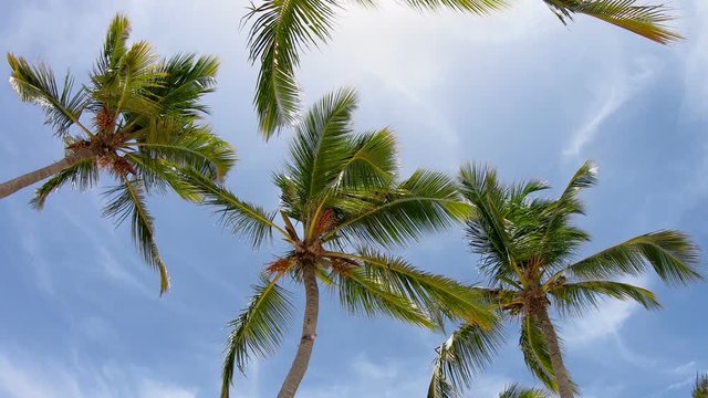 Palms in the sky. Dominican Republic beach\Palm trees leaves can be heard in the sky. Maldives