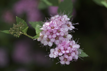 Macro view of pretty little rose pink buds and blossoms emerging on a compact spirea (spiraea) bush