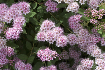Macro view of pretty little rose pink buds and blossoms emerging on a compact spirea (spiraea) bush