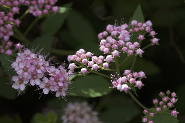 Macro view of pretty little rose pink buds and blossoms emerging on a compact spirea (spiraea) bush