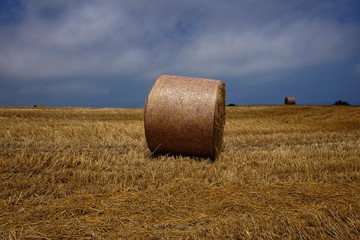 field with round bales