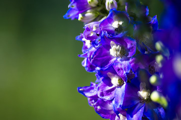 a bouquet of bright spring flowers of various types