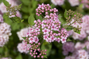 Macro view of pretty little rose pink buds and blossoms emerging on a compact spirea (spiraea) bush