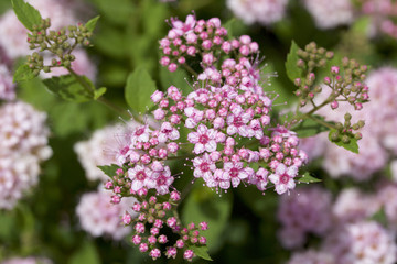 Fototapeta na wymiar Macro view of pretty little rose pink buds and blossoms emerging on a compact spirea (spiraea) bush