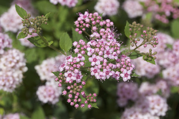 Macro view of pretty little rose pink buds and blossoms emerging on a compact spirea (spiraea) bush