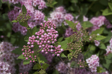 Macro view of pretty little rose pink buds and blossoms emerging on a compact spirea (spiraea) bush