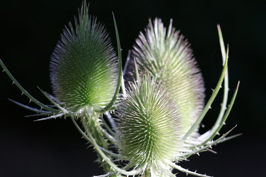 Detailaufnahme der Naturheilpflanze wilde Karde nach dem Regen im Sommer