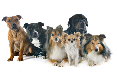 group of dogs