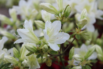 Blancheur d'azal&eacute;e