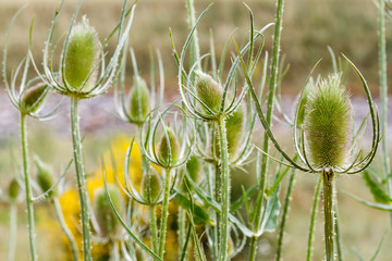 Dipsacus fullonum. Cardos de cardadores, Cardencha. © LFRabanedo