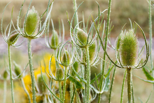 Dipsacus fullonum. Cardos de cardadores, Cardencha.