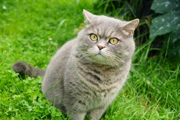 Naklejka na ściany i meble Gray cat of British breed sitting on the lawn in the garden in summer