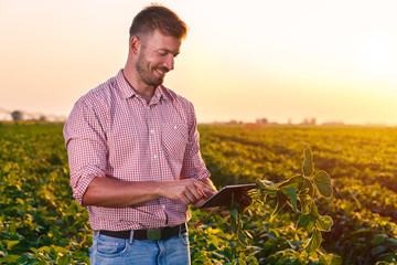 Young farmer standing in filed holding tablet in his hands and examining soybean corp at sunset.