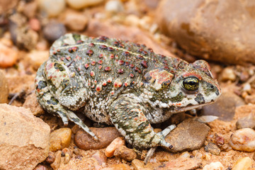 Sapo corredor. Bufo calamita.