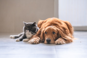 British short hair cat and golden retriever