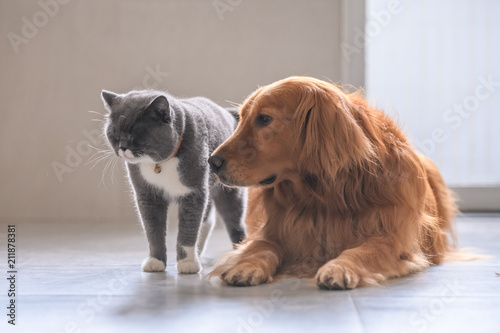 British Short Hair Cat And Golden Retriever Stock Photo And